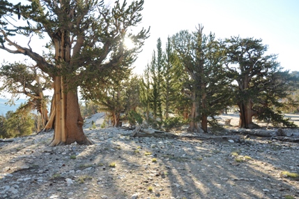 Bristlecone Pines 