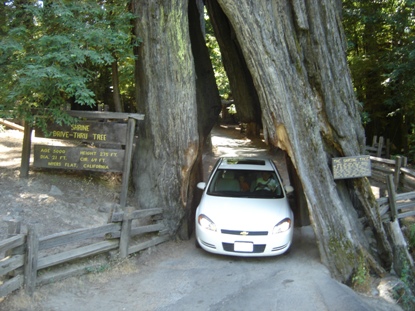 Driving through a tree