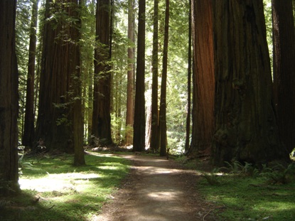 Redwood Forest 