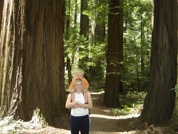 Redwood Forest 