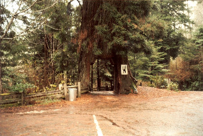 drive-through tree