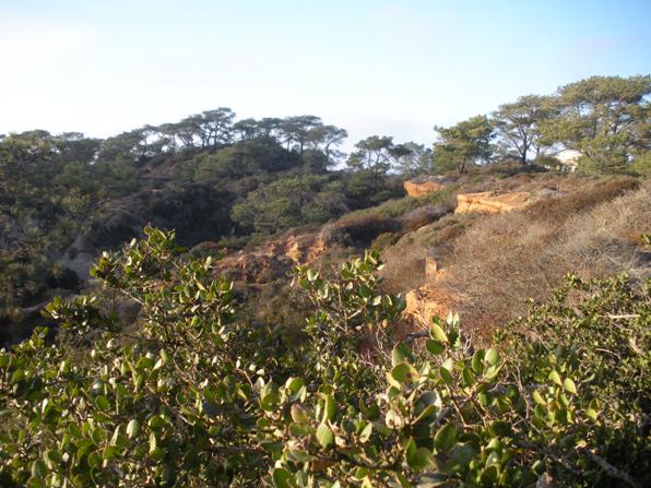 Torrey Pines State Reserve