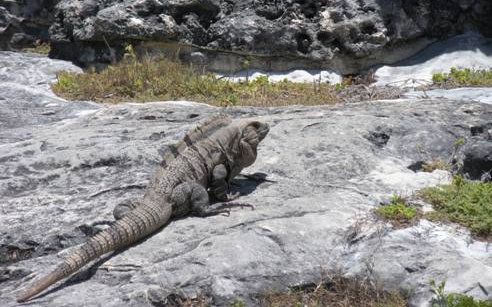 Cancun wildlife