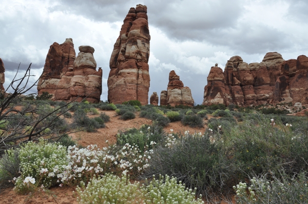 needles district