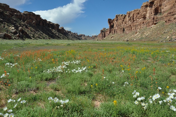 cyclone canyon