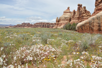 needles district