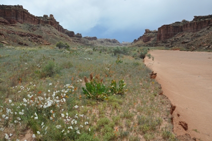 Red Lake Canyon