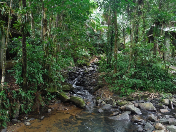 rain forest