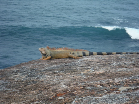 iguana