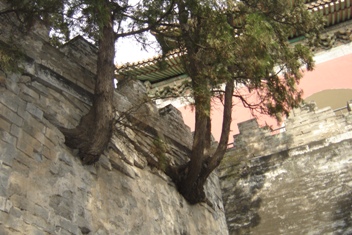 Trees in Rock