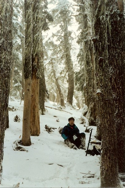 trees near burnt mtn