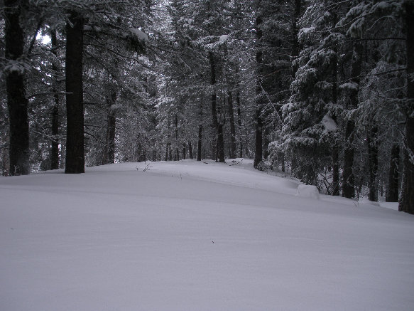 Blacktail Butte woods