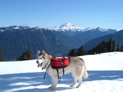 Alaskan Malamute