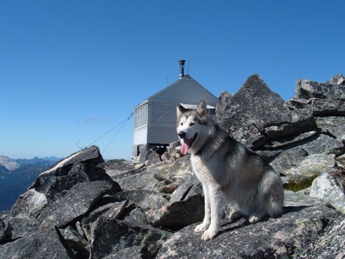 Alaskan Malamute