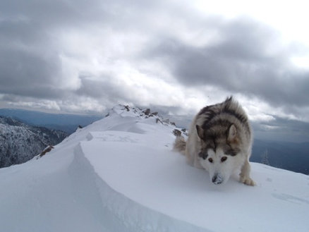 Alaskan Malamute