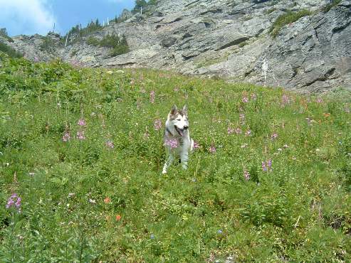 Alaskan Malamute