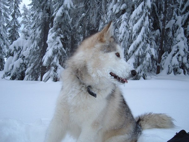 Alaskan Malamute