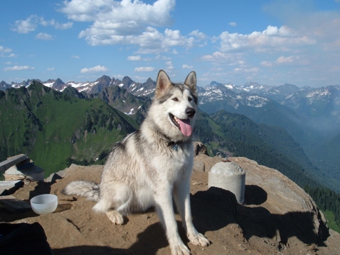 Alaskan Malamute