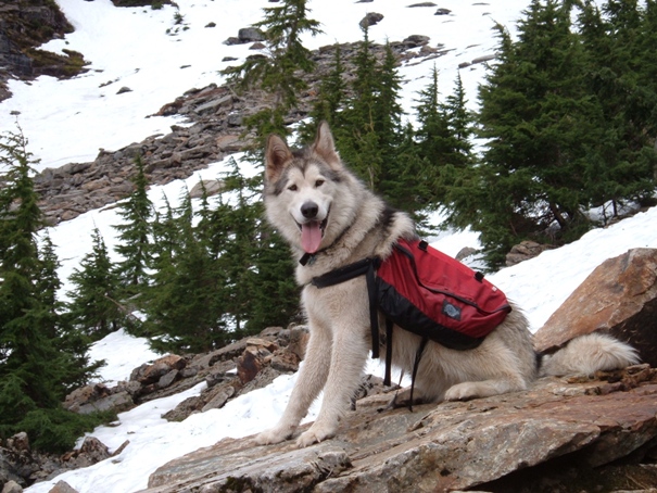 Alaskan Malamute