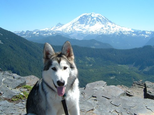 Alaskan Malamute