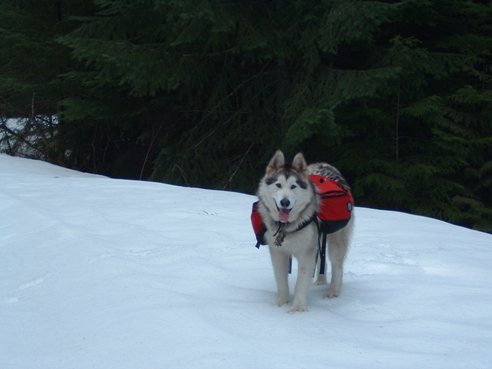 Alaskan Malamute