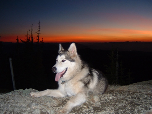 Alaskan Malamute