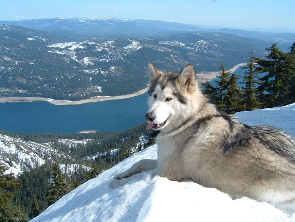 Alaskan Malamute