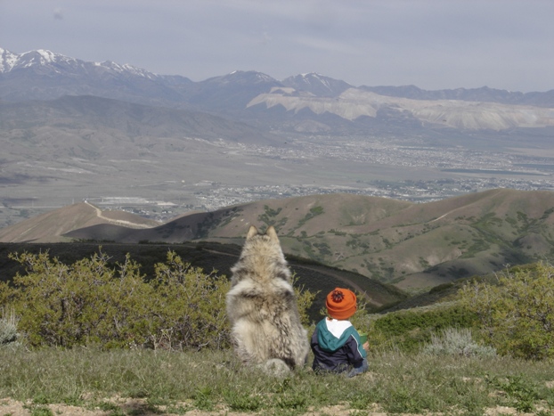 alaskan malamute