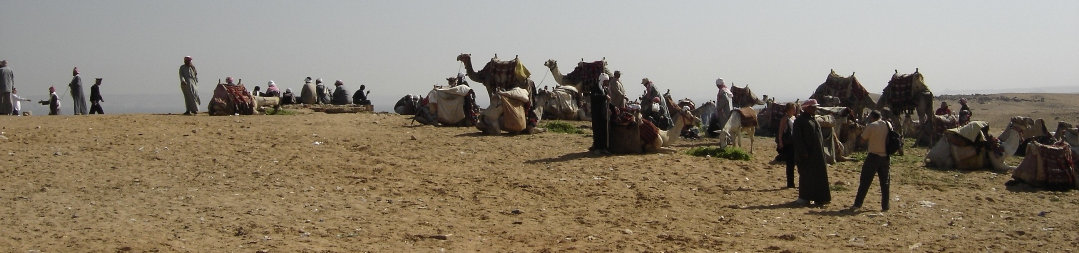 camels for tourists 