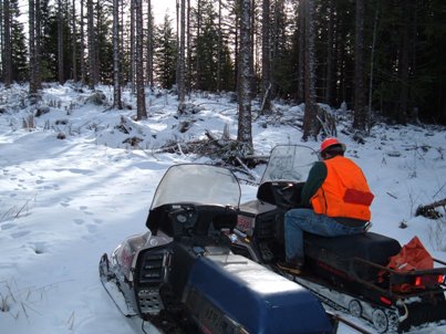 Harvesting timber in the Elbe Forest