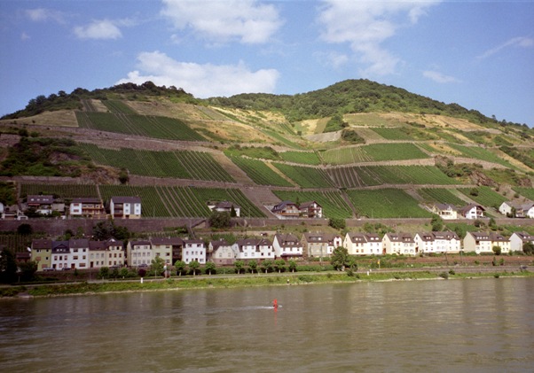 Farming along the Rhine