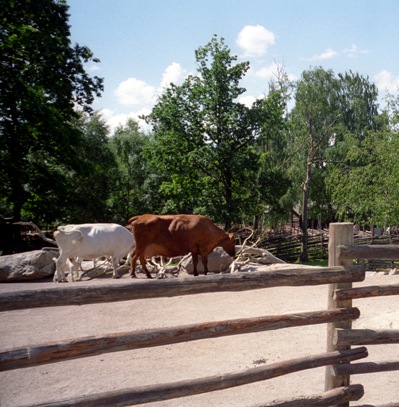 Skansen cows