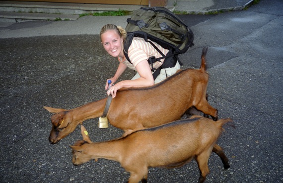 Goats in Grindelwald