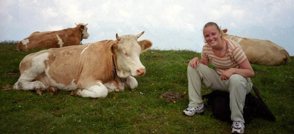 Cows near the trail