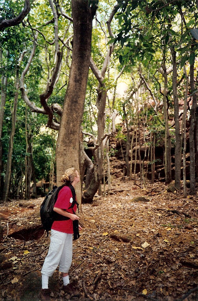 bottom of Waimea Canyon