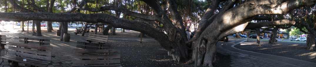 Banyon Tree in Lahaina