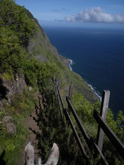 mule on the Kalaupapa Trail