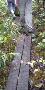 Ka'ala boardwalk in the bog