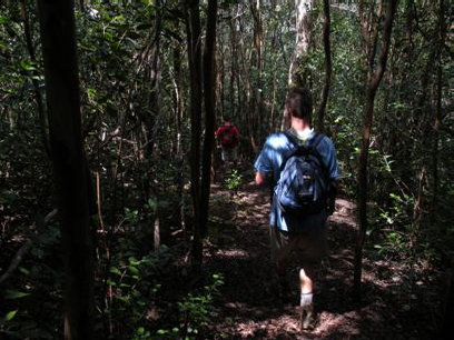 Ka'ala forest trail