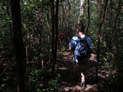 Ka'ala forest trail