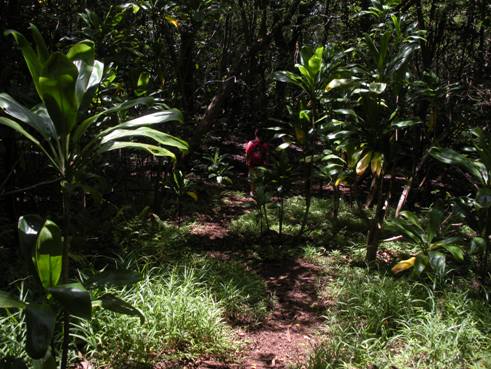 Ti plants along the trail