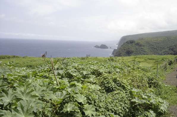 Pololu Lookout