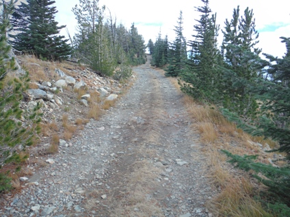 tyee road