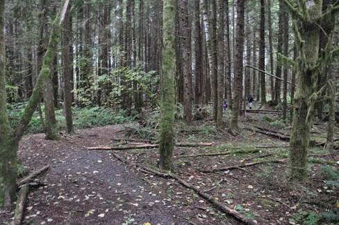 trail to Robe Canyon