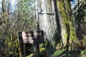 lookout tree