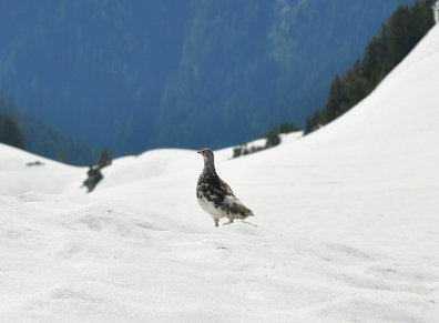 ptarmigan