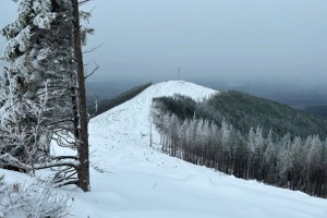 West Tiger