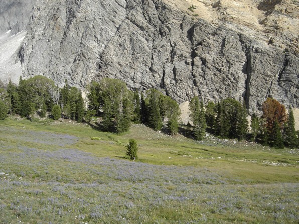 Hyndman Peak meadows