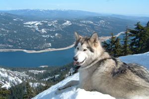 malamute