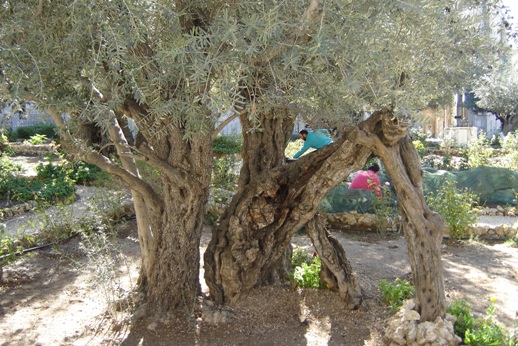Olive trees near Gethsemane